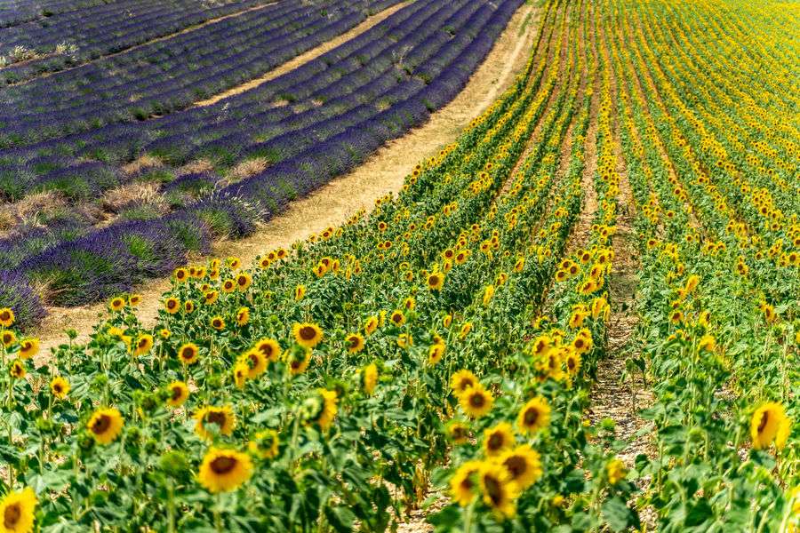 Quick Guide to the Best Lavender Fields in Provence France
