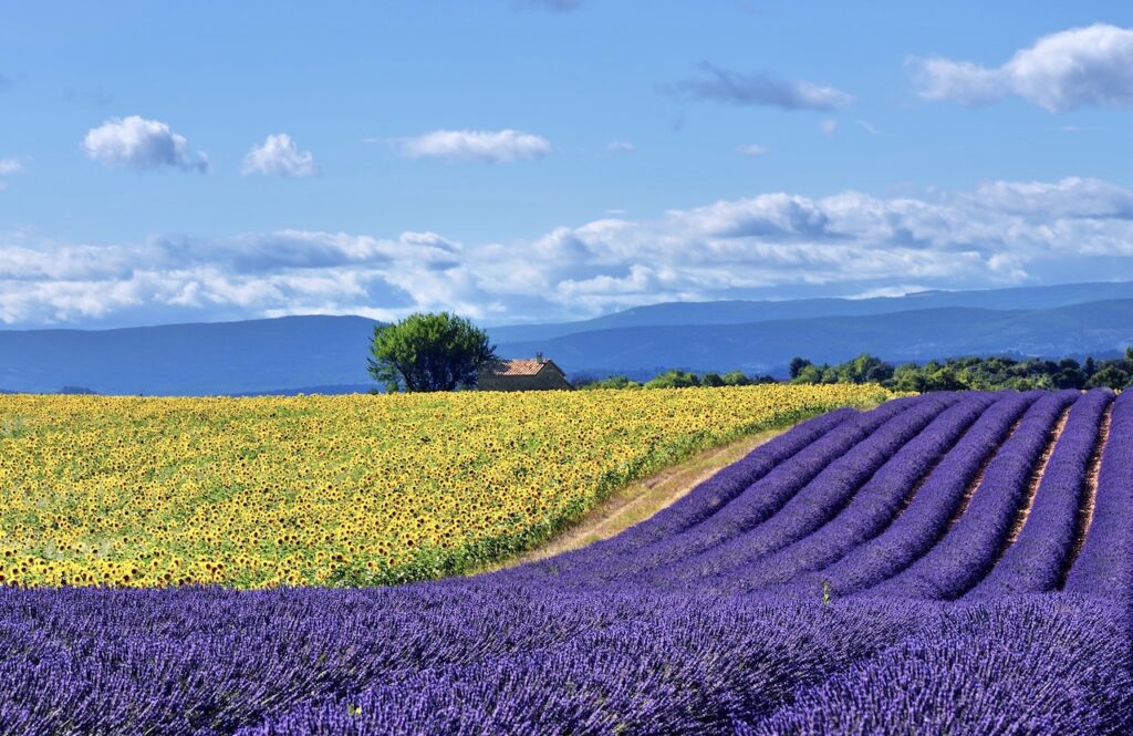 Quick Guide to the Best Lavender Fields in Provence