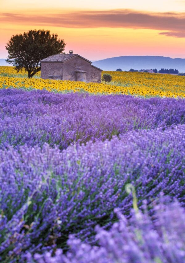 Where to Find the Best Valensole Lavender Fields