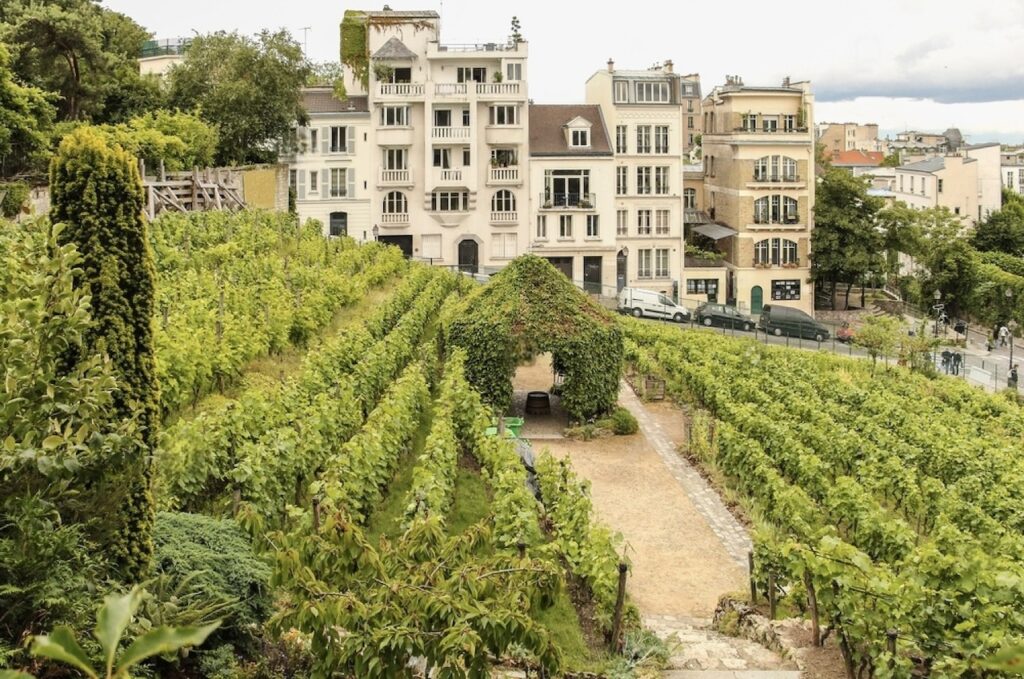 hidden gems in paris: Lush vineyard rows of Clos Montmartre in Paris, with a quaint cobblestone path leading through the green canopy-covered archway. The urban setting is juxtaposed with the vineyard, showcasing the unique integration of nature within the city, framed by classic Parisian architecture in the background.