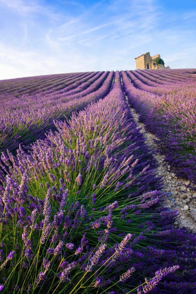 Stunning rows of purple lavender stretch towards an ancient stone building under a twilight sky in the Lavender Fields of Provence near Marseille, capturing the serene beauty and agricultural heritage, a popular experience for those exploring things to do in Marseille.