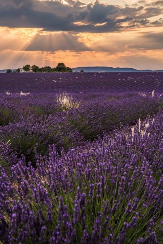 Breathtaking view of a lavender field at sunset in Provence, France, with vibrant purple hues under a dramatic sky where sunbeams pierce through clouds. This serene landscape, with a small white house in the distance atop rolling hills, perfectly captures the natural beauty ideal for inspirational Paris quotes on Instagram.